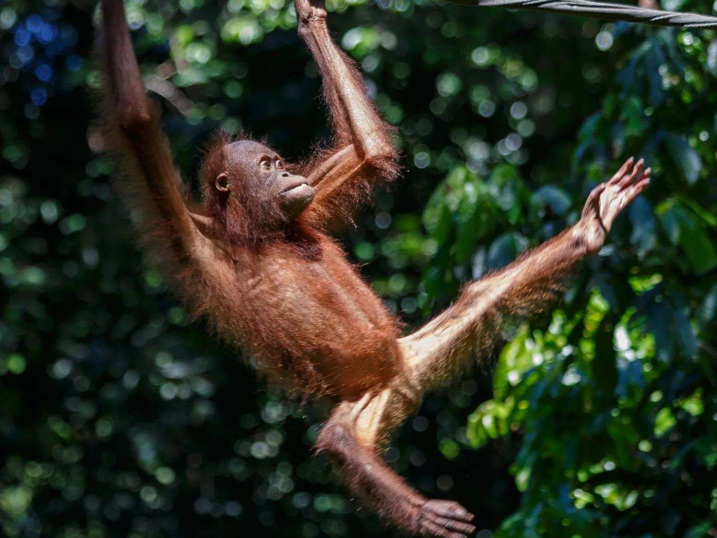 Un orangután en la plataforma de alimentación de Sepilok, en plena selva tropical