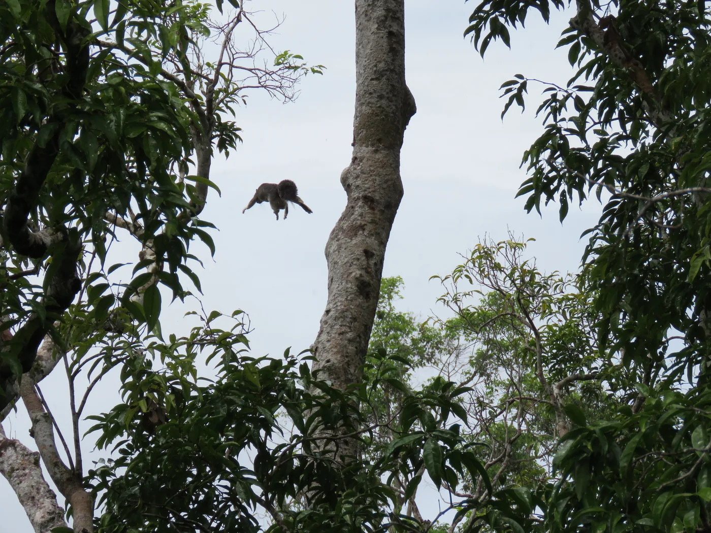 Una ardilla de Prevost en la selva tropical del Rainforest Discovery Centre, Sepilok