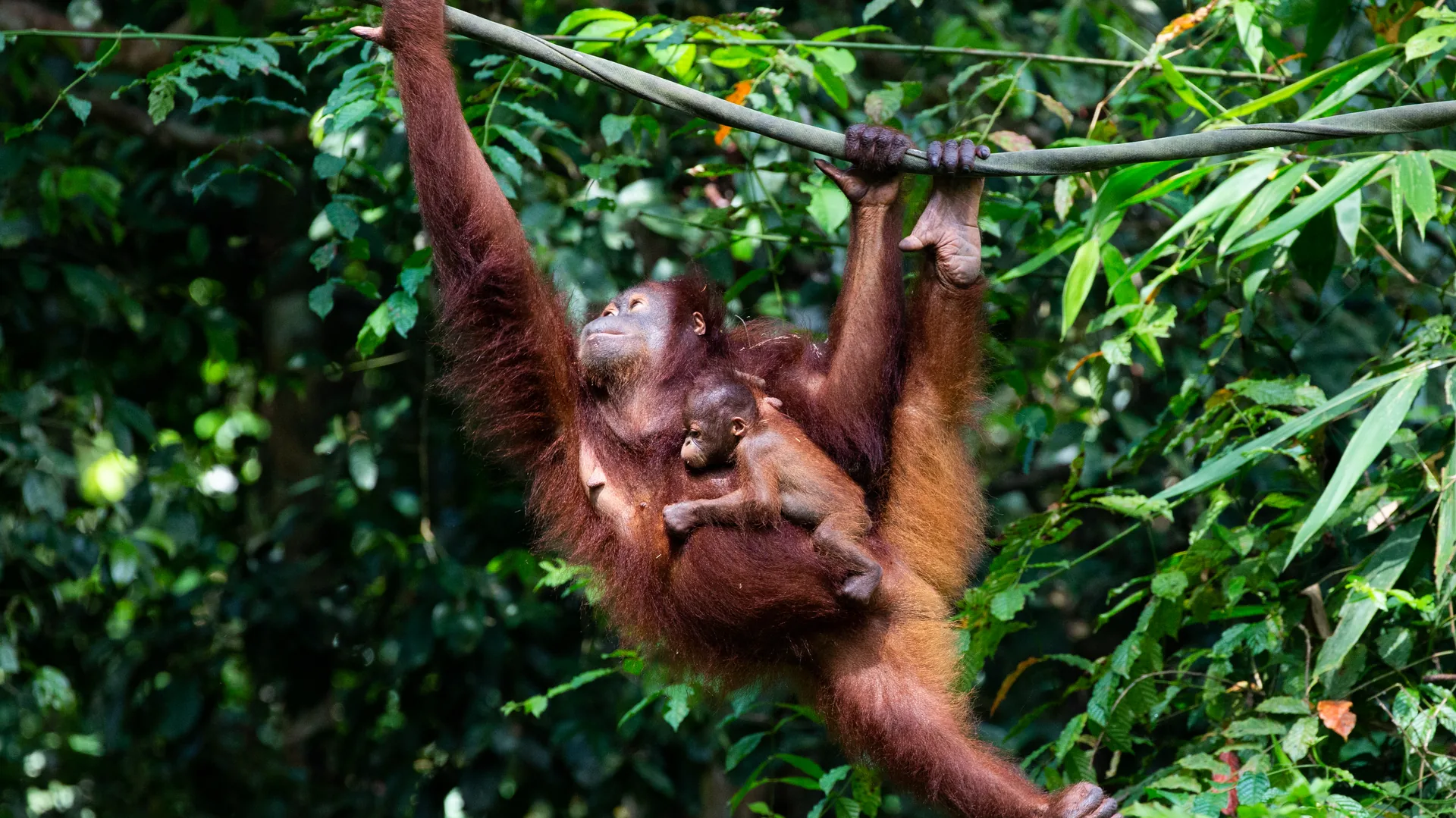 Un orangután en la selva tropical del Centro de Rehabilitación de Sepilok, Borneo