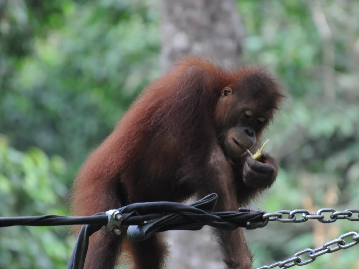 Un joven orangután trepando en la guardería de Sepilok, Borneo